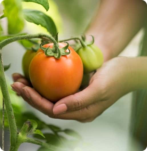 Bringing nature bounty  to your plate - 世界杯资讯